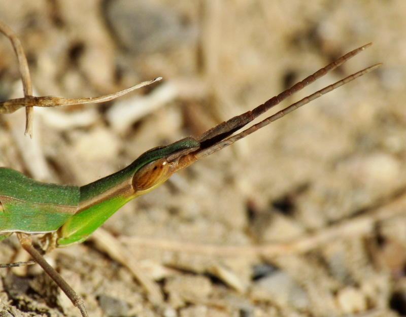 Acrida ungarica mediterranea